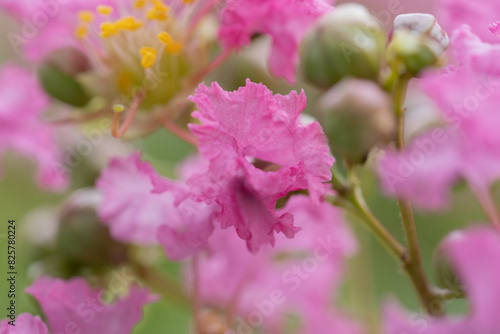 Close up view of furush pink colour, sawani, jarul, crepe myrtle, lagerstroemia indica flower