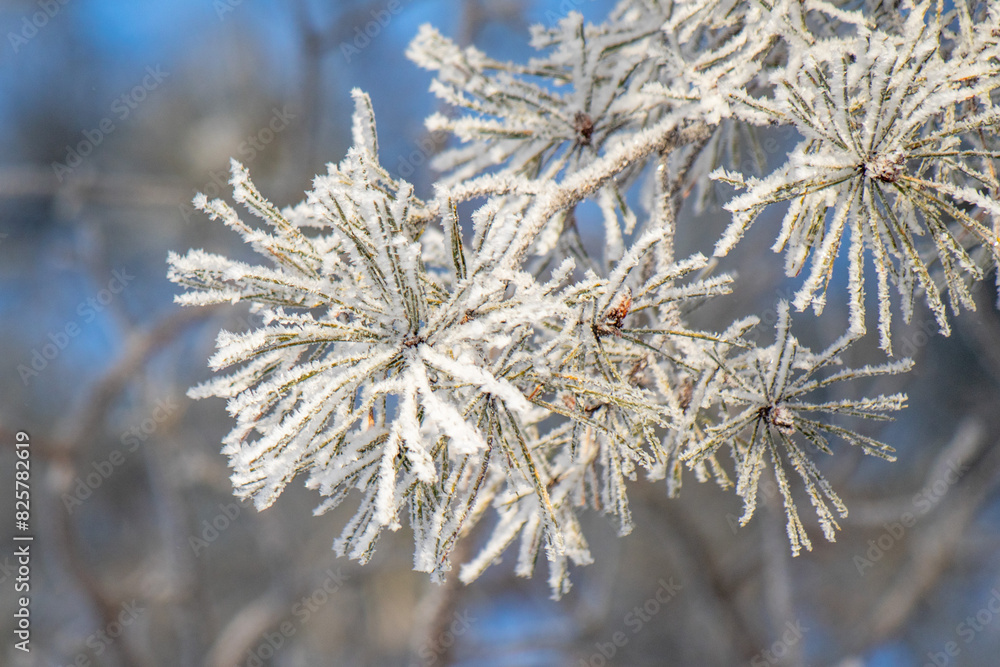 Tree branches covered with white frost against a blue sky. Tree branches covered with white frost against a blue sky.