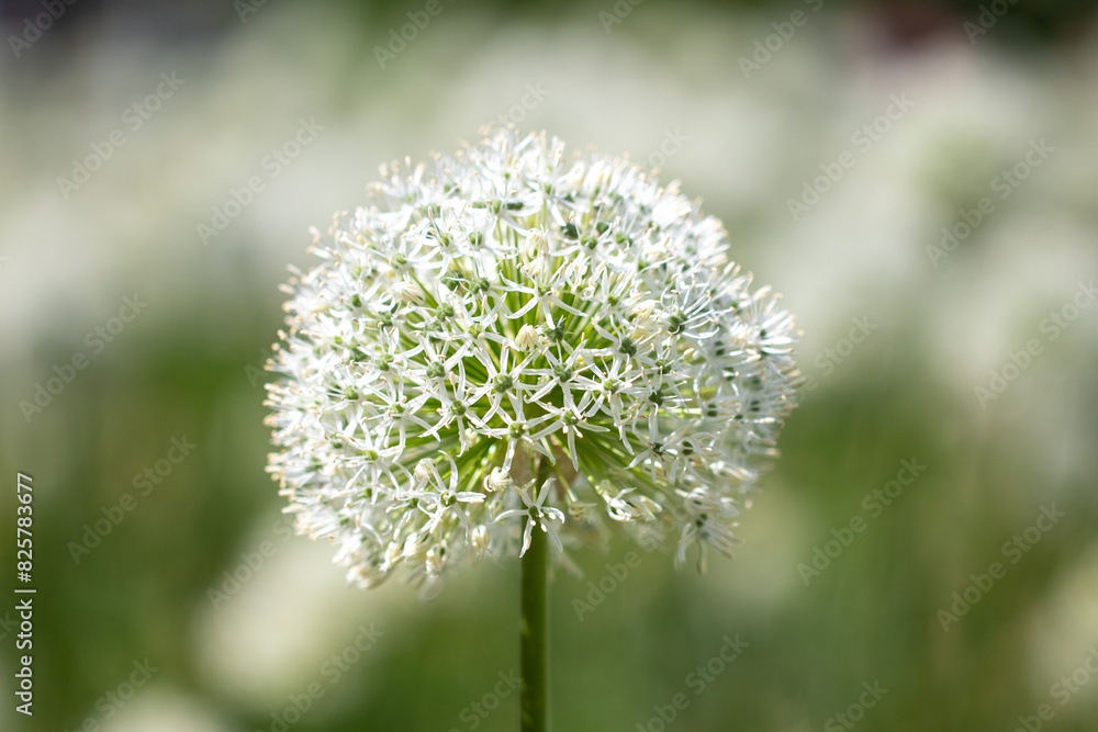 Garlic flower on a pink background in nature Garlic flower on a pink background in nature