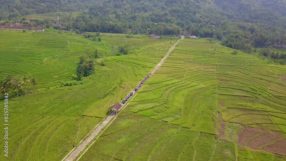 Aerial footage of a very wide view of green rice fields in the village ...