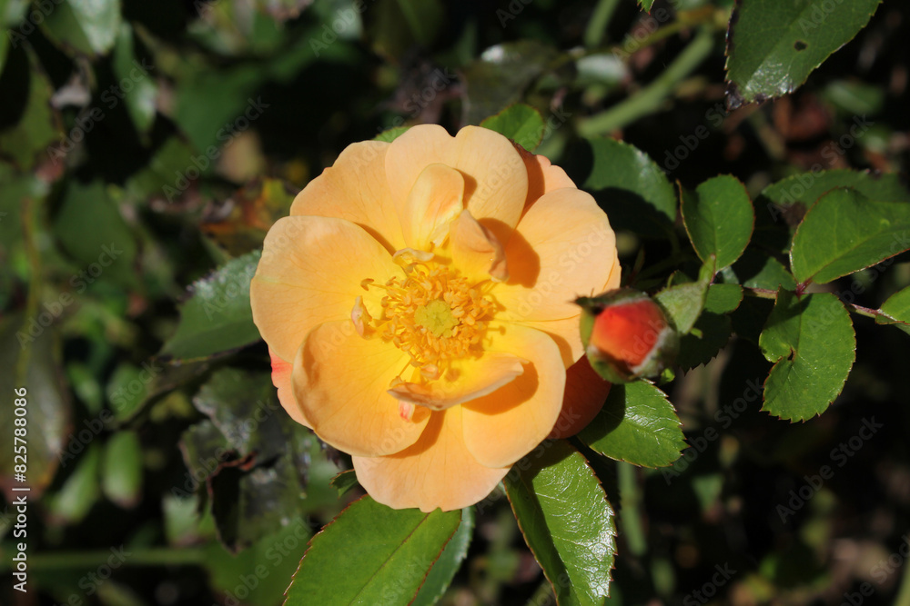 Orange-yellow rose flower in full bloom on a plant in a garden Orange-yellow rose flower in full bloom on a plant in a garden