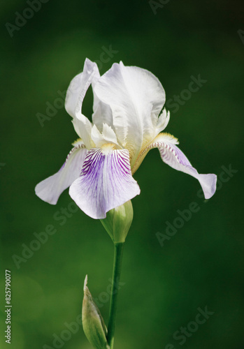 Close-up of a flower of bearded iris (Iris germanica) on blurred green natural background. Iridarius. Greeting card with spring iris flower. Panama Fling Tall white-purple Iris. photo