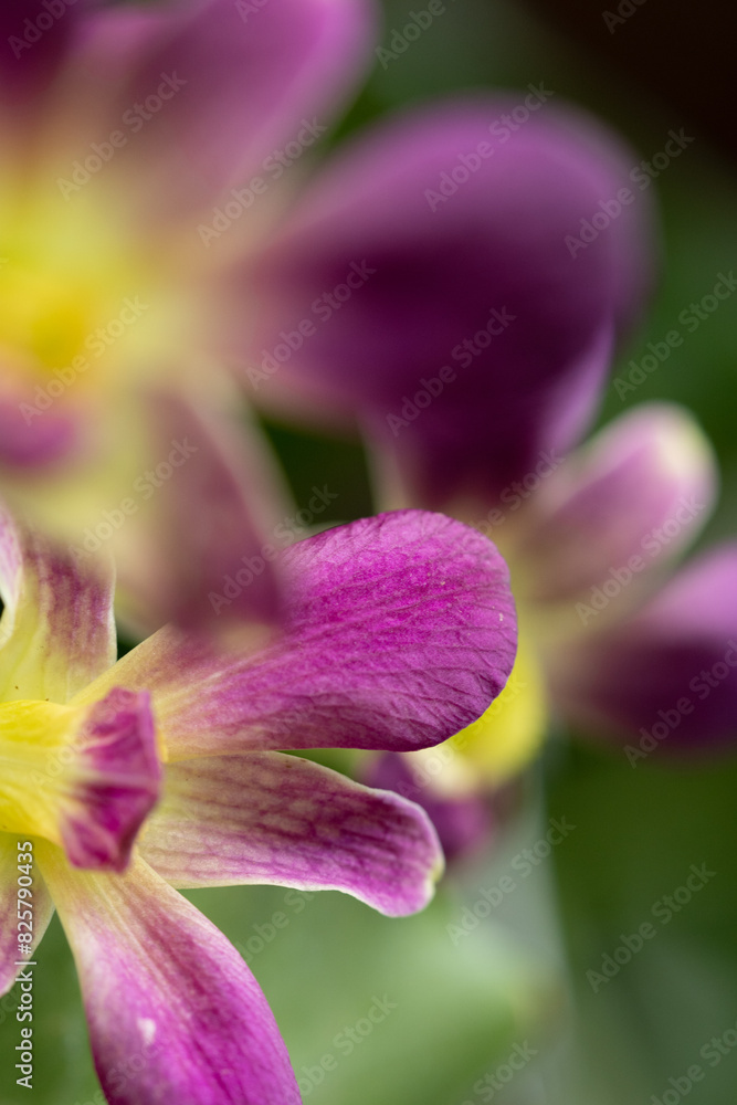 Fototapeta premium Close up view of purple orchid flower