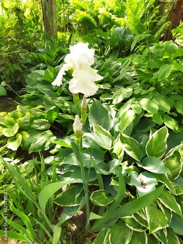 Blooming white iris flower, a beautifully blooming perennial in the garden against the background of hosta bushes photo