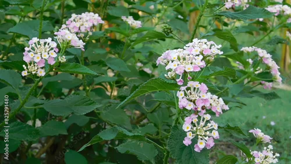 Closeup Colorful Lantana camara flowers in garden Closeup Colorful Lantana camara flowers in garden