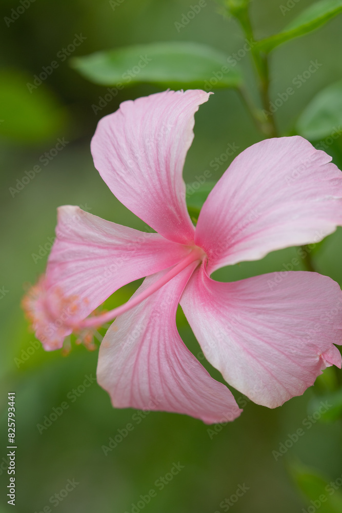 Thespesia grandiflora or flower of the maga tree Thespesia grandiflora or flower of the maga tree