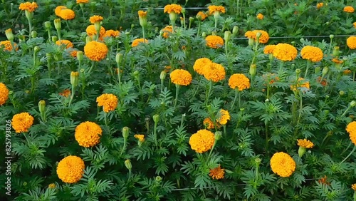 Marigold flower blooming full on the garden.
A lot of orange flowers of Tagetes patula in mid may.
The flowers are round yellow and very fat and on top. photo