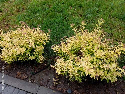 Green bushes with a yellow shade of leaves on a green lawn in a park area near a cobblestone path. Natural textures and park landscape design with decorative materials and bushes. photo