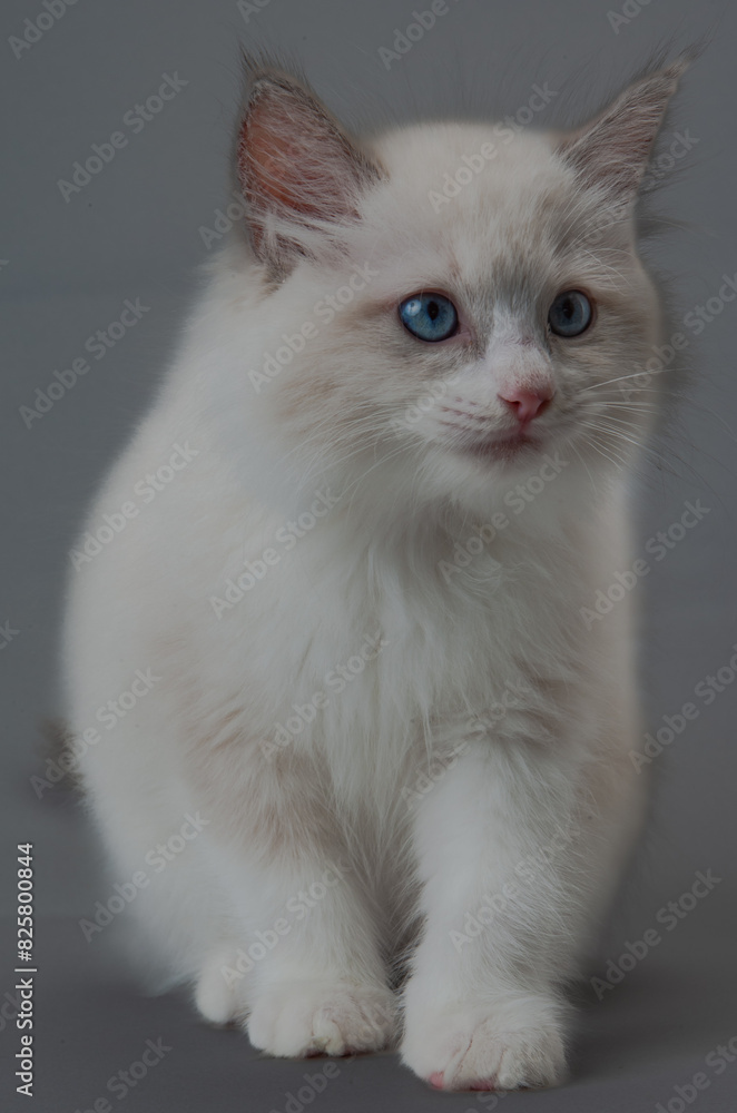 ラグドールの子猫 ラグドールの子猫