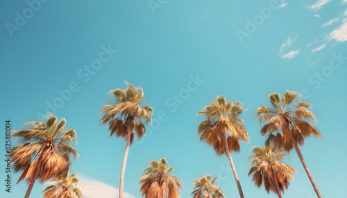 palm trees and blue sky background