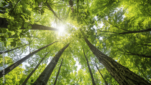 新緑の木漏れ日