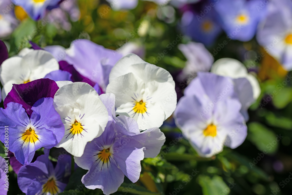 Blühende Hornveilchen, Viola cornuta, im Frühling Blühende Hornveilchen, Viola cornuta, im Frühling