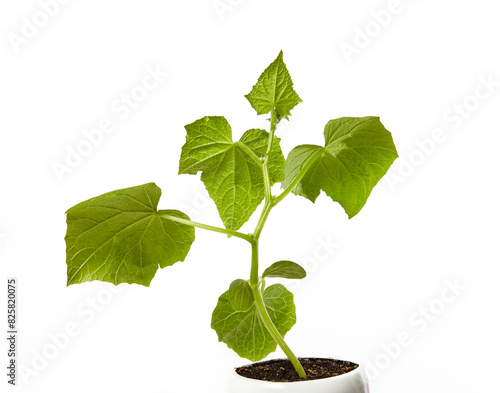 Young seedlings of cucumber in pot isolated on a white background. Green seedling of fresh cucumber plant