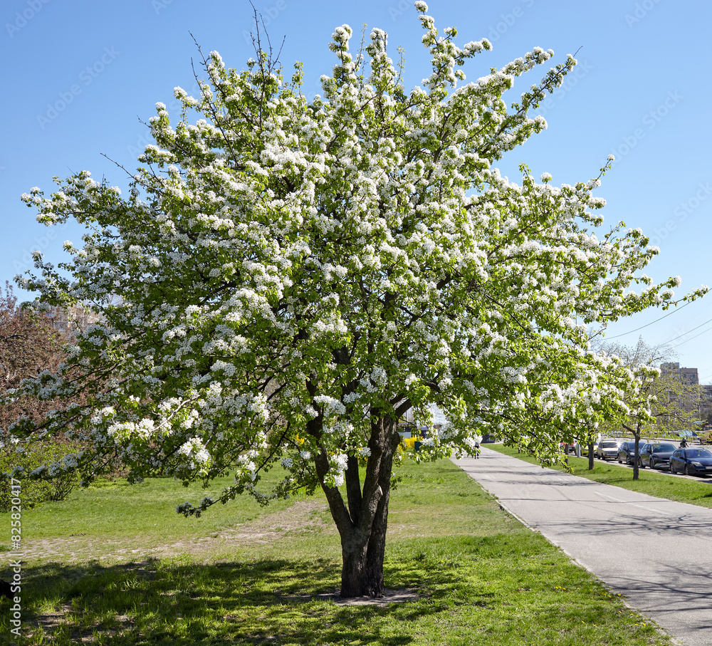 Beautiful white pear blossom. Flowering pear tree. Soft focus image of blossoming tree in spring time Beautiful white pear blossom. Flowering pear tree. Soft focus image of blossoming tree in spring time