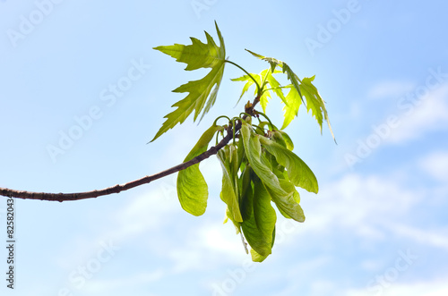 Leaves and seeds of Box elder (Acer negundo) or ash-leaved maple at springtime. Blurred image, selective focus