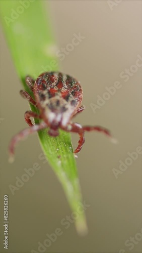 Mite At Green Leaf. Infectious Parasitic Ixodid Ticks Insects On A Green Leaf. Ixodes.