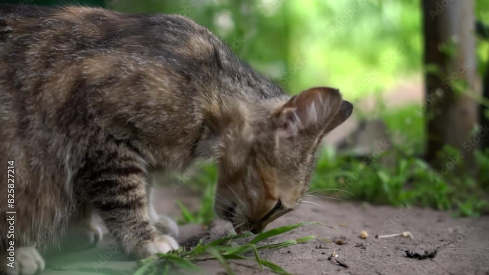 With piercing green eyes, a beautiful brown tabby cat intently observes something hidden within the grass, its curiosity piqued. The summer background suggests a playful moment outdoors. With piercing green eyes, a beautiful brown tabby cat intently observes something hidden within the grass, its curiosity piqued. The summer background suggests a playful moment outdoors.