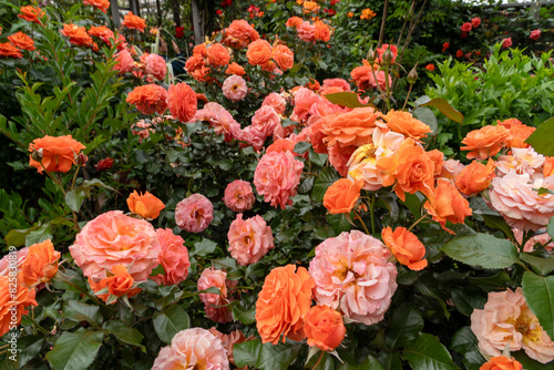 カラフルなバラの花