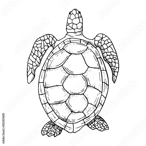 Sea turtle black and white ink illustration. Vector monochrome marine animal with oval shell, top view. Ocean underwater nature for nautical designs