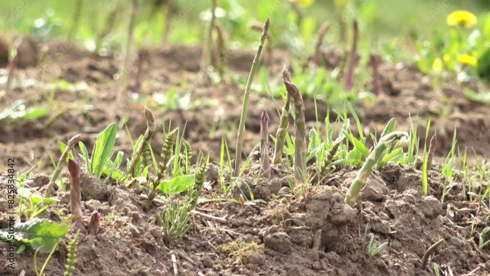 Young asparagus spears emerging from the soil in a garden, surrounded by green plants and weeds, with a blurred background of a field and yellow flowers. Young asparagus spears emerging from the soil in a garden, surrounded by green plants and weeds, with a blurred background of a field and yellow flowers.