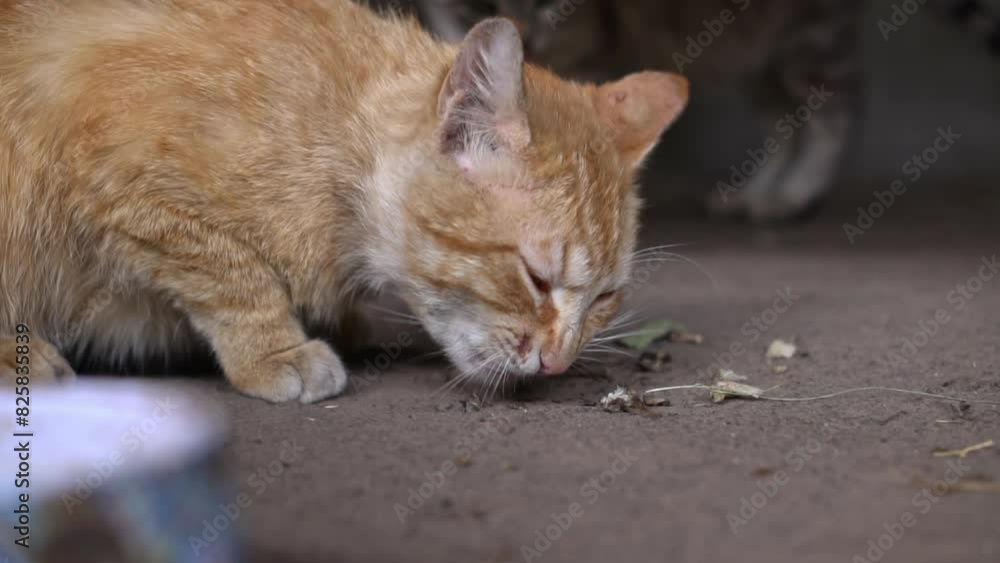 A ginger cat intently focuses on eating scraps of food found on the ground. Despite its unkempt appearance, its enjoyment of the meal shines through, reminding us of the simple joys of life. A ginger cat intently focuses on eating scraps of food found on the ground. Despite its unkempt appearance, its enjoyment of the meal shines through, reminding us of the simple joys of life.