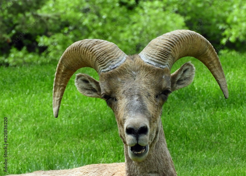 close up of a rocky mountain bighorn sheep ram in early summer in waterton canyon, littleton, colorado close up of a rocky mountain bighorn sheep ram in early summer in waterton canyon, littleton, colorado