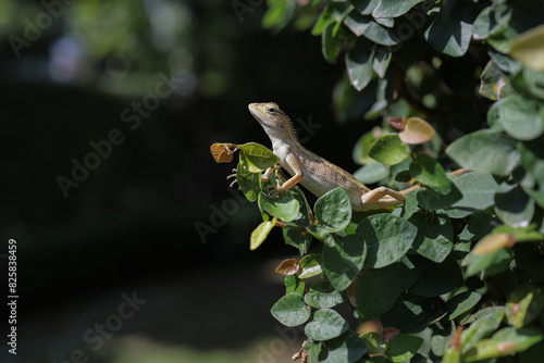 Little Lizard On Leaf.
