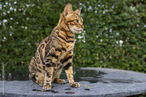 Young Bengal Cat Sitting On Table.
