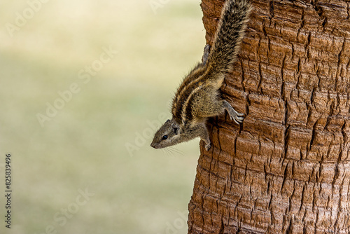A small fluffy Indian palm squirrel climbs down a tree trunk upside down. Big fluffy tail. This animal is also known as Funambulus palmarum, three-striped palm squirrel. Looks like a chipmunk. photo