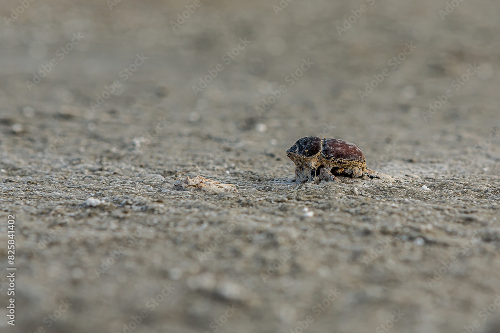 Obraz premium A dead dung beetle lies on the surface of the salt marsh of the saline Bulukhta (Volgograd region, Russia). Salt lake is deadly to insects and other wild animals.
