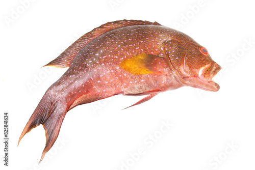 Raw red spotted grouper fish isolated on white background
