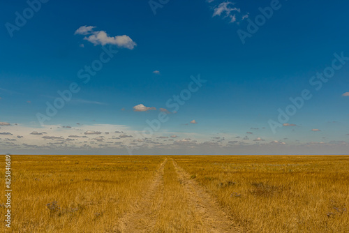 Bright sunny day in the Russian steppe with Cumulus clouds. Fluffy white clouds in the blue sky. Bright yellow grass on the veld.  The road in the steppe goes beyond the horizon.