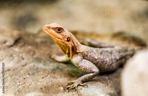 Portrait of a lizard. Close-up of the reptile. 