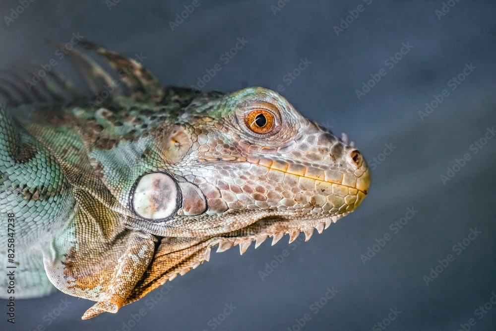 Fototapeta premium Portrait of a lizard. Close-up of the reptile. Iguana. 