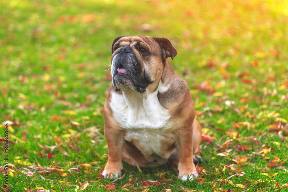 Fototapeta premium Red English British Bulldog Dog sitting on grass on autumn sunny day toned image