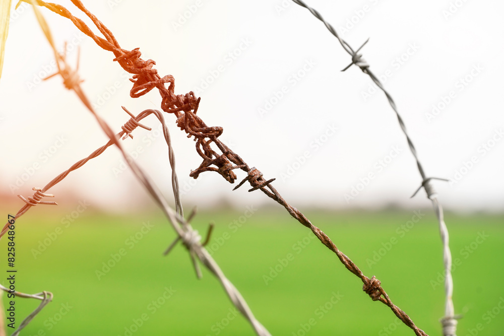 Fototapeta premium razor barbed wire and grass field border line control 