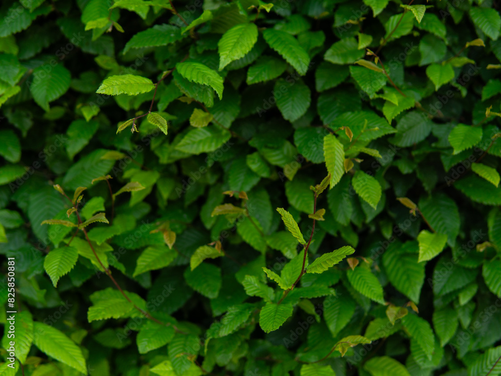 Close up green leaves texture and abstract background., Nature concept., dark tone. Close up green leaves texture and abstract background., Nature concept., dark tone.