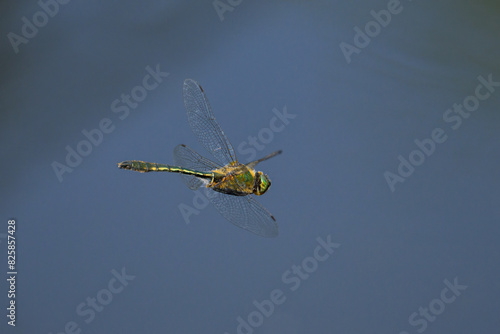 Foto A Downy Emerald dragonfly flying over water