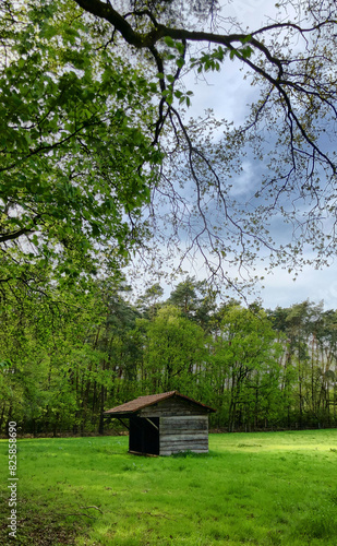 A small wooden shack in a lush green forest clearing with a cloudy sky above is tranquil and picturesque in nature