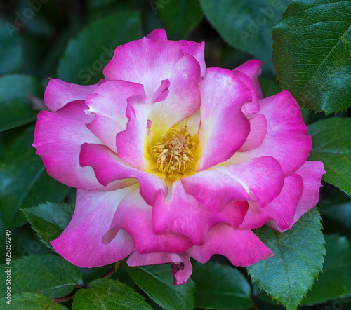 'Miss Congeniality' Grandiflora Rose in Bloom. San Jose Municipal Rose Garden, San Jose, California, USA.