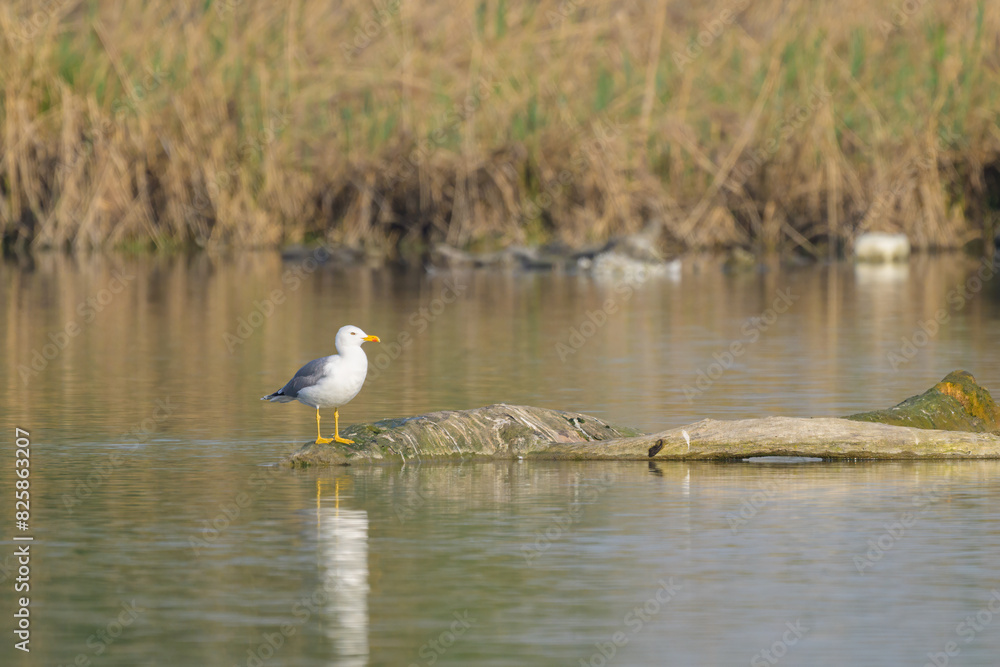 A Yellow legged Gull standing in a river A Yellow legged Gull standing in a river