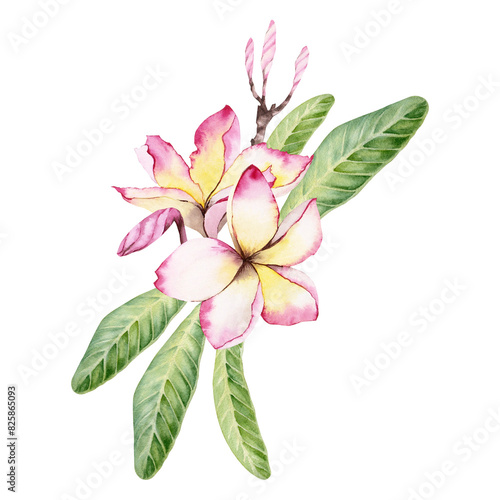 Plumeria flowers with green leaves. Frangipani tree floral design. Hand drawn watercolor illustration on transparent background. For postcards  perfume beauty products  wedding invitations prints