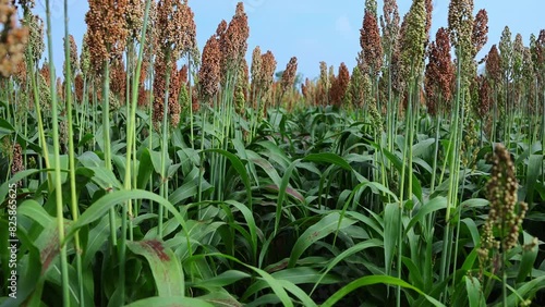 Close-Up of Red Sorghum in the Farmland