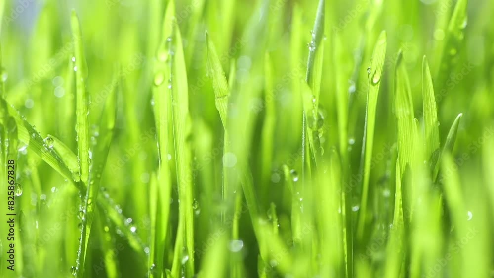 Green grass with water drops, creating a natural and moist landscape Green grass with water drops, creating a natural and moist landscape