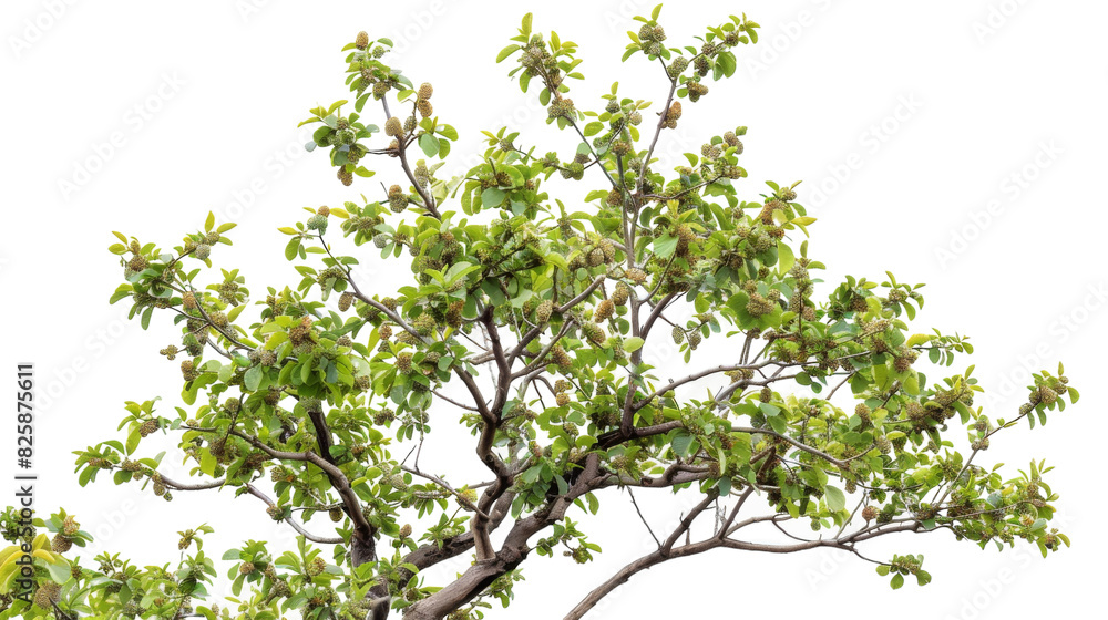 A green tree with an abundance of leaves, creating a dense and vibrant canopy