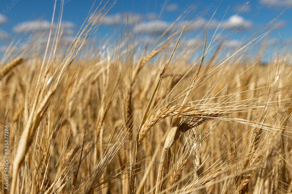 Beautiful landscape with field of ripe rye and blue summer sky. Beautiful landscape with field of ripe rye and blue summer sky.