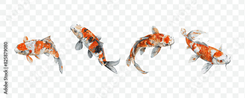 Koi fish watercolor transparent isolated vector