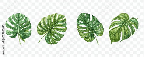 Exotic  tropical leaf watercolor transparent isolated vector