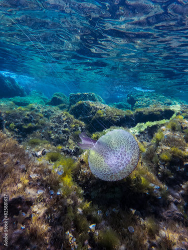 Closeup of Pelagia noctiluca which is a jellyfish from the family Pelagiidae, also known as mauve stinger or purple-striped jelly, floating in shallow water