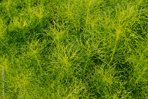 Artemisia scoparia know as virgate wormwood, capillary wormwood, or redstem wormwood